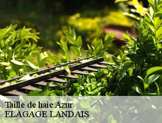 Taille de haie  azur-40140 ELAGAGE LANDAIS