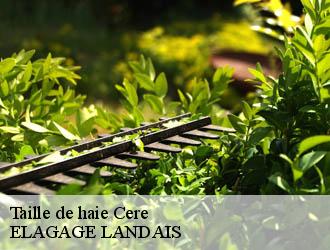 Taille de haie  cere-40090 ELAGAGE LANDAIS