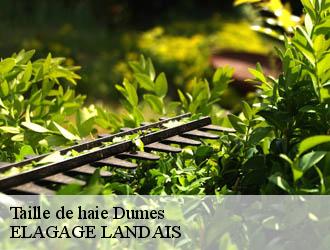 Taille de haie  dumes-40500 ELAGAGE LANDAIS