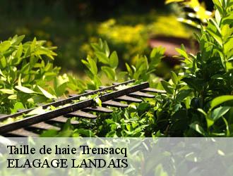 Taille de haie  trensacq-40630 ELAGAGE LANDAIS