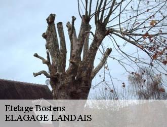 Etetage  bostens-40090 ELAGAGE LANDAIS