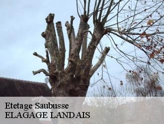 Etetage  saubusse-40180 ELAGAGE LANDAIS