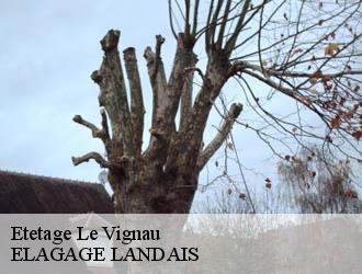 Etetage  le-vignau-40270 ELAGAGE LANDAIS