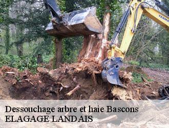 Dessouchage arbre et haie  bascons-40090 ELAGAGE LANDAIS