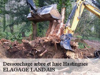 Dessouchage arbre et haie  hastingues-40300 ELAGAGE LANDAIS