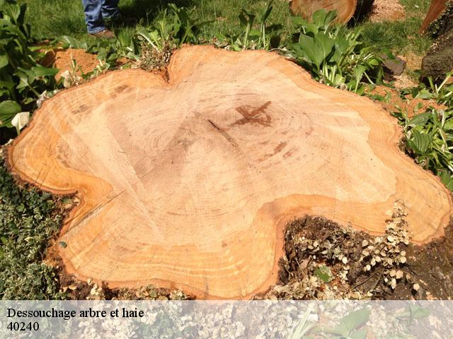 Dessouchage arbre et haie  40240